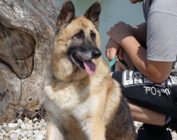 Schäferhündin Bine sucht ein Zuhause