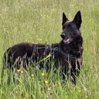 Yuma sucht ein Zuhause bei lieben Menschen