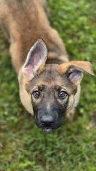 Schäferhund Welpe mit Ahnentafel