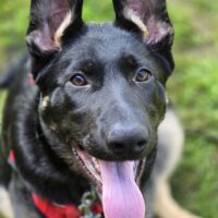 Schäferhund Welpe mit Ahnentafel