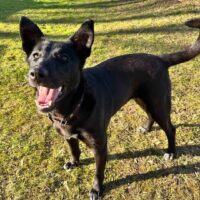 ALPA - 1,5 Jahre jung