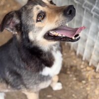 Milow - Freude pur sucht ein Zuhause