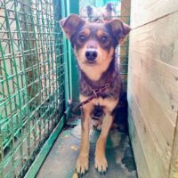 LENNOX - ca. 3 Jahre alt - wer rettet ihn aus der Tötung? (mit VIDEOS)