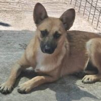 LEILANI - geb. 11/2024 -🏡Zuhause oder Pflegestelle gesucht❗️
