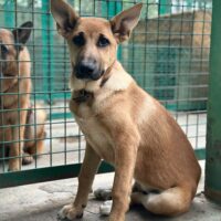 🆘Rettung für diese 3 Schwestern aus der TÖTUNG gesucht🆘6 MONATE / 45cm / mit VIDEOS