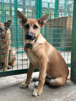 🆘Rettung für diese 3 Schwestern aus der TÖTUNG gesucht🆘6 MONATE / 45cm / mit VIDEOS