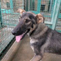 🆘Wer rettet MICKY?🆘Knapp 1 Jahr / 40-45 cm / mit VIDEOS!