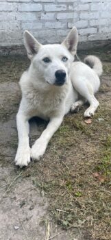 🍀🎉RESERVIERT🎉🍀NORD - Husky-Mix - mit VIDEOS