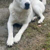 🍀🎉RESERVIERT🎉🍀NORD - Husky-Mix - mit VIDEOS