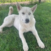NORD - Husky-Mix - mit VIDEOS