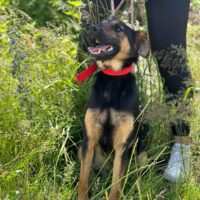 Lyrica: hat ihr erstes Lebensjahr in der Tötung vergeudet. Wer schenkt ihr ein Leben? - 35–38cm/12kg