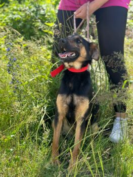 Lyrica: hat ihr erstes Lebensjahr in der Tötung vergeudet. Wer schenkt ihr ein Leben? - 35–38cm/12kg