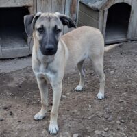 Carlos, Rüde, geb April 2025, wird ca 55 cm (mit VIDEOS)