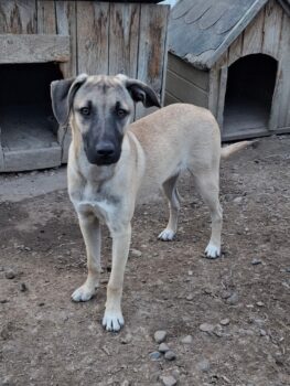 Carlos, Rüde, geb April 2025, wird ca 55 cm (mit VIDEOS)