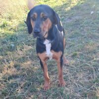 Rita – ein Hund zum Verlieben!