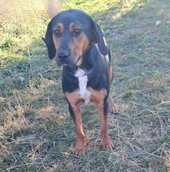 Rita – ein Hund zum Verlieben!