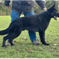 Deutscher Schäferhund Rüde 18 Monate schwarz