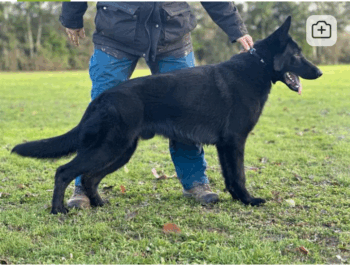Deutscher Schäferhund Rüde 18 Monate schwarz