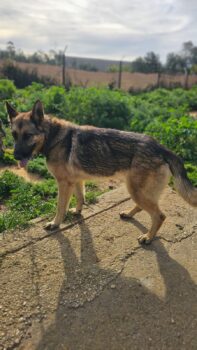 Nina: 3-jährige deutsche Schäferhündin sucht ein Zuhause