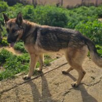 Nina: 3-jährige deutsche Schäferhündin sucht ein Zuhause