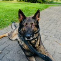 Dringend – Schäferhund Rüde „Hasko“ sucht erfahrenes Zuhause