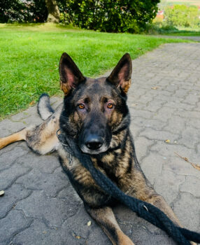 Dringend – Schäferhund Rüde „Hasko“ sucht erfahrenes Zuhause