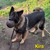Kira, Altdeutsche Schäferhündin, 3 Jahre alt, geimpft
