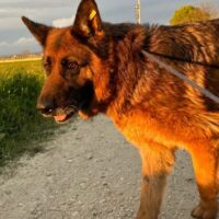 Patsy, Altdeutsche Schäferhündin, ca. 5-6 Jahre alt