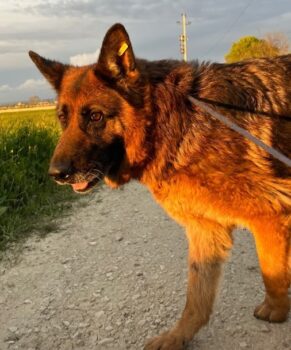 Patsy, Altdeutsche Schäferhündin, ca. 5-6 Jahre alt