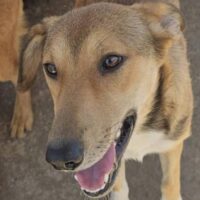 MILA - geb. 11/2024 - 🏡Zuhause oder Pflegestelle gesucht❗️