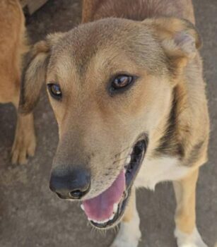 MILA - geb. 11/2024 - 🏡Zuhause oder Pflegestelle gesucht❗️