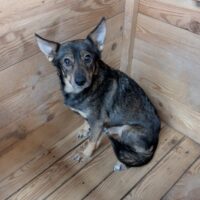 🆘Wir müssen Alja aus der TÖTUNG retten🆘