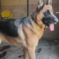 ❤️‍🩹DRINGEND Zuhause für Aysa gesucht❤️‍🩹