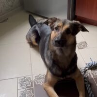 ❤️Zuhause für Marta gesucht❤️