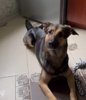❤️Zuhause für Marta gesucht❤️