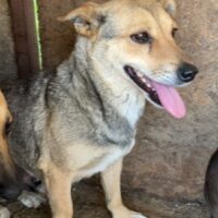 MISHA (♀) Hündin geb. ca. 2019 Größe: ca. 35-40cm (VIDEOS)