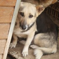 FRIEDA – Hündin, geb. ca. 2015/2016, ca. 35cm klein (VIDEOS)