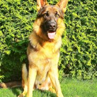Deutscher Schäferhund Rüde