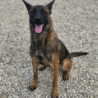 Schäferhund(mix) Freunde aufgepasst – hier kommt unsere Reika!