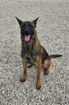 Schäferhund(mix) Freunde aufgepasst – hier kommt unsere Reika!