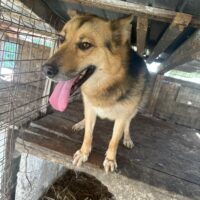 Menschenbezogener Igor sucht ein Daheim
