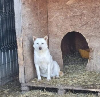 MERLIN