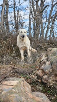 Valentina, 2 jährige Malinois-Mastin-Mix Hündin, versteht sich mit Hunden+Katzen und ist toll mit Ki