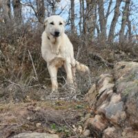 Valentina, 2 jährige Malinois-Mastin-Mix Hündin, versteht sich mit Hunden+Katzen und ist toll mit Ki
