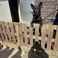 Zwei Schäferhunde suchen dringend ein neues zuhause