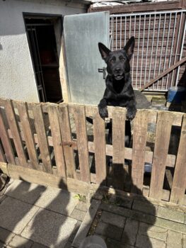 Zwei Schäferhunde suchen dringend ein neues zuhause