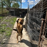 Vergessener Jaro, 5 Jahre, verträglich, kastriert, hat nie aufgegeben