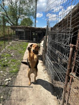 Vergessener Jaro, 5 Jahre, verträglich, kastriert, hat nie aufgegeben