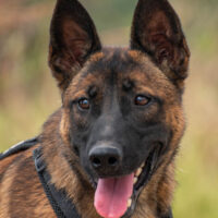 Schäferhund(mix) Freunde aufgepasst – hier kommt unsere Reika!