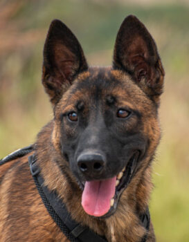 Schäferhund(mix) Freunde aufgepasst – hier kommt unsere Reika!